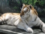 Tiger Island - Dreamworld